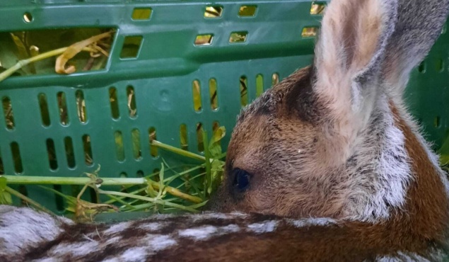 Wildtierrettung Dersau und Umgebung 